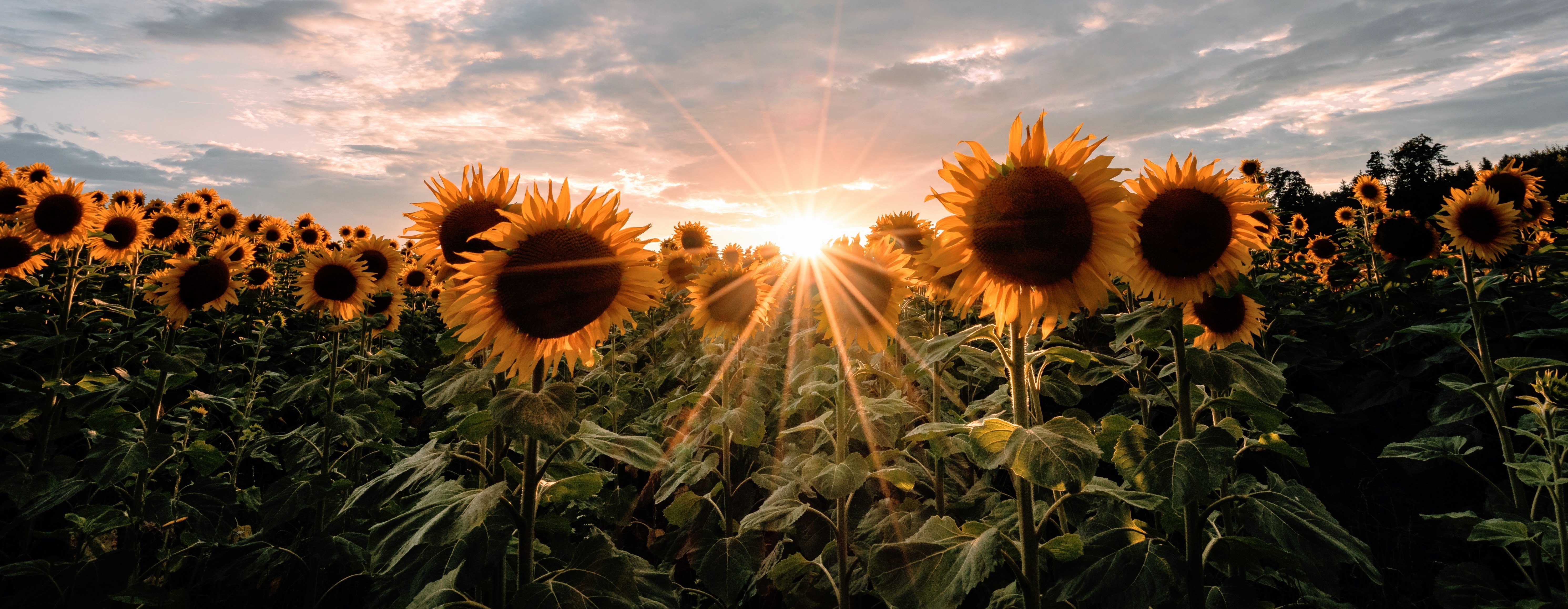 Sunflowers